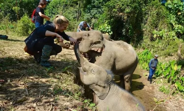 mandalao elephant 1_1000