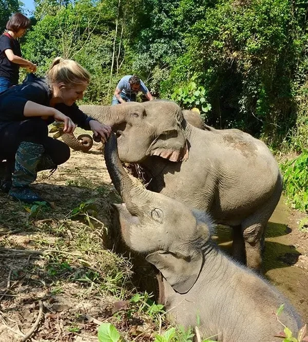 mandalao elephant 1_1000