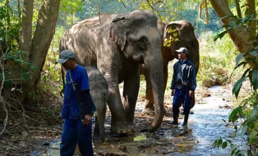 mandalao elephant 2_1000