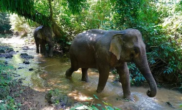 mandalao elephant 3_1000