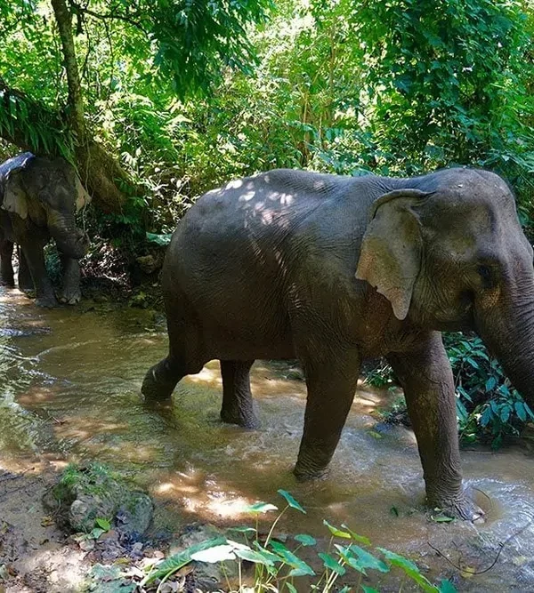 mandalao elephant 3_1000