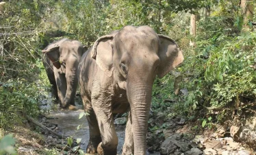 mandalao elephant 4_1000