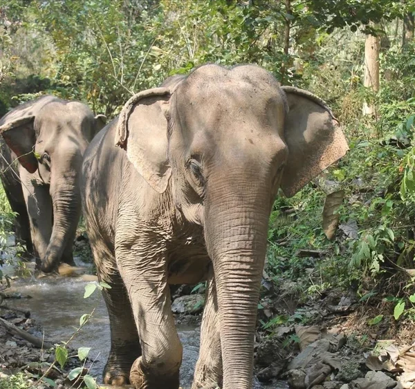 mandalao elephant 4_1000